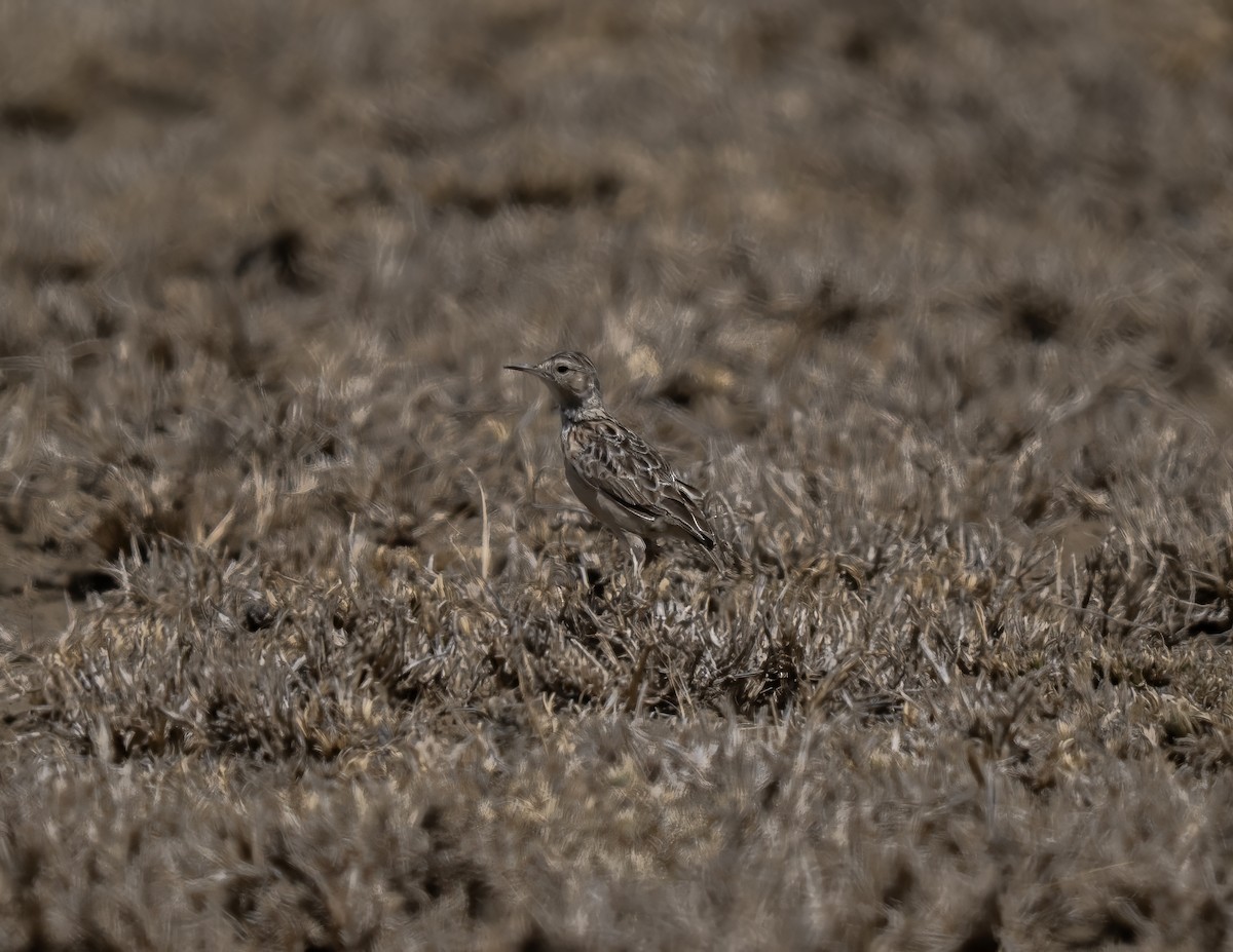 Beesley's Lark - ML646243520