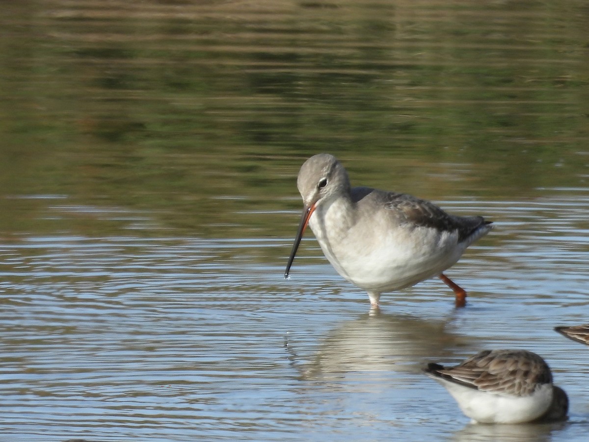 Spotted Redshank - ML646243521