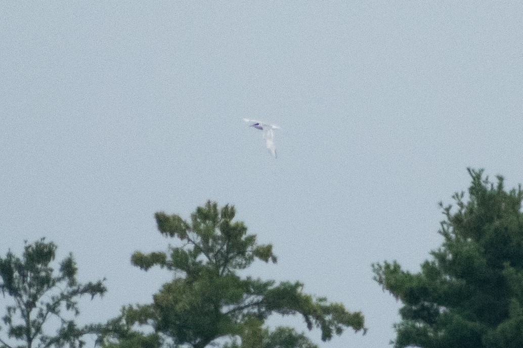 Forster's Tern - ML646243524