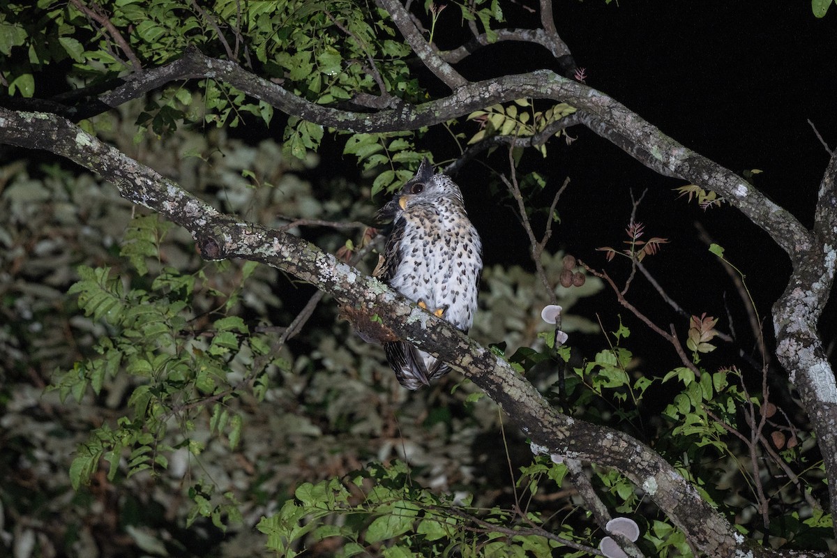 Spot-bellied Eagle-Owl - ML646243532