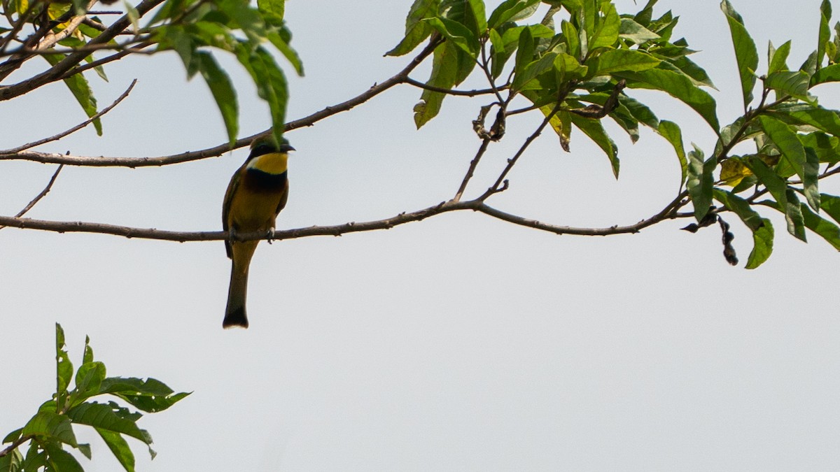 Blue-breasted Bee-eater - ML646243533