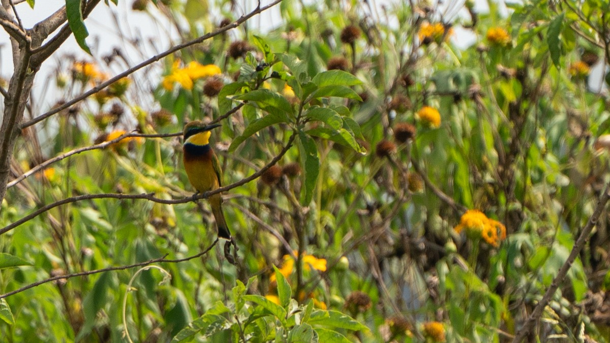 Blue-breasted Bee-eater - ML646243534
