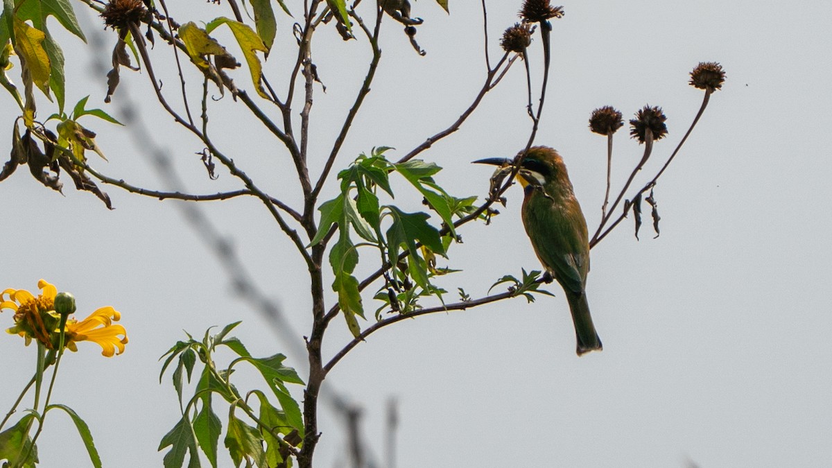 Blue-breasted Bee-eater - ML646243535