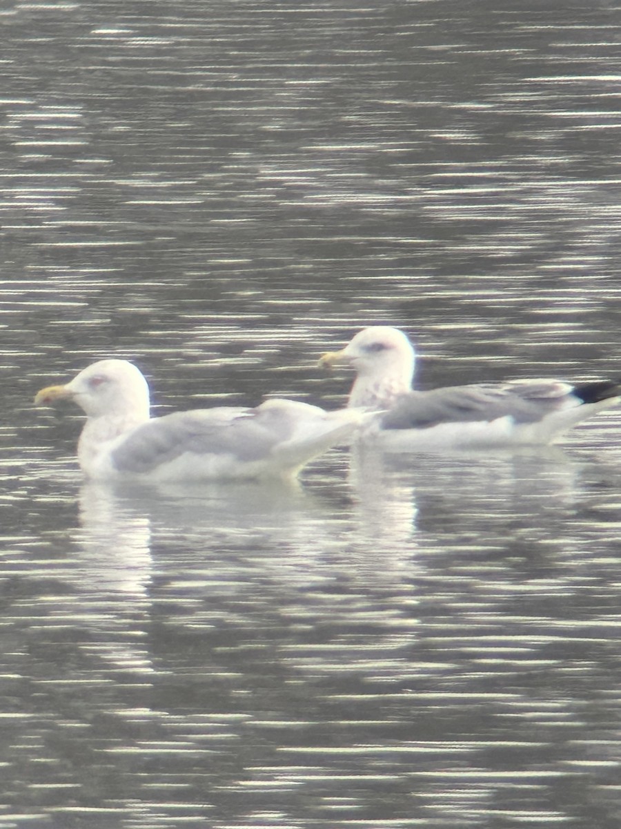 Glaucous Gull - ML646243536