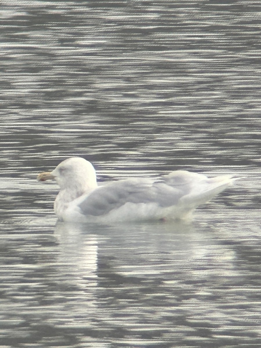 Glaucous Gull - ML646243537