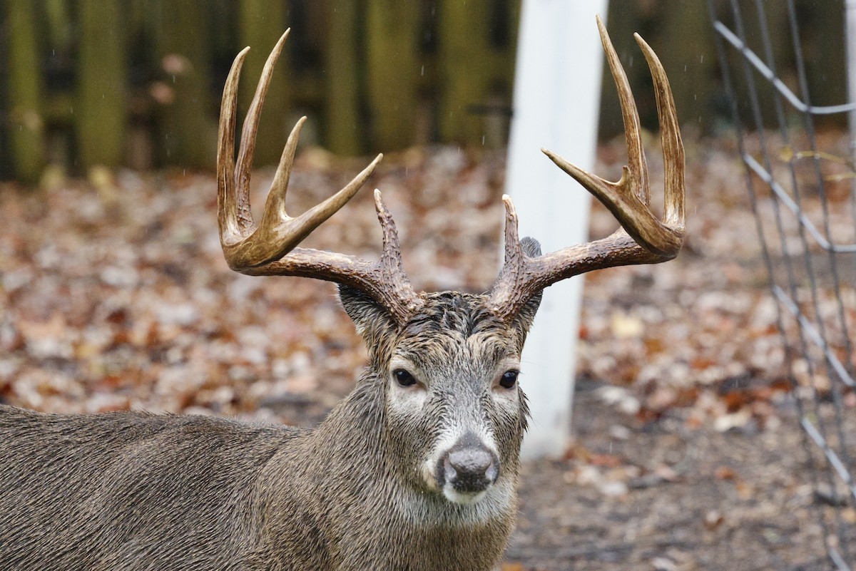 White-tailed Deer - ML646243540