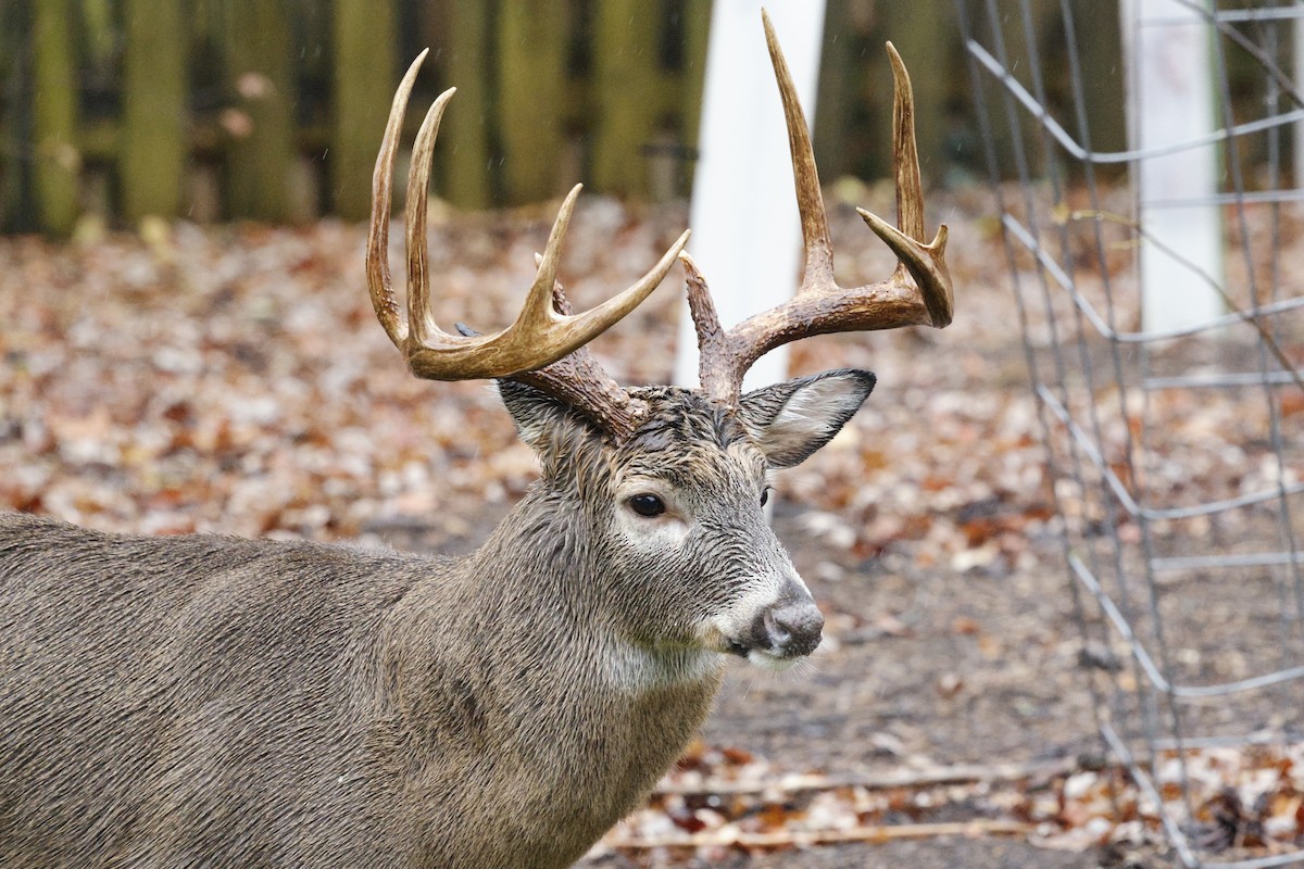 White-tailed Deer - ML646243541