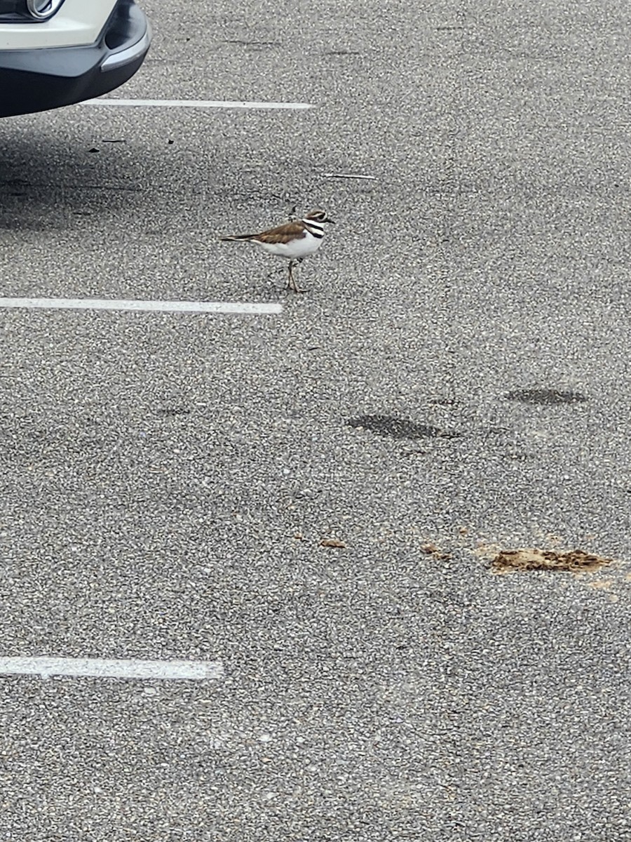 Killdeer - ML646243544