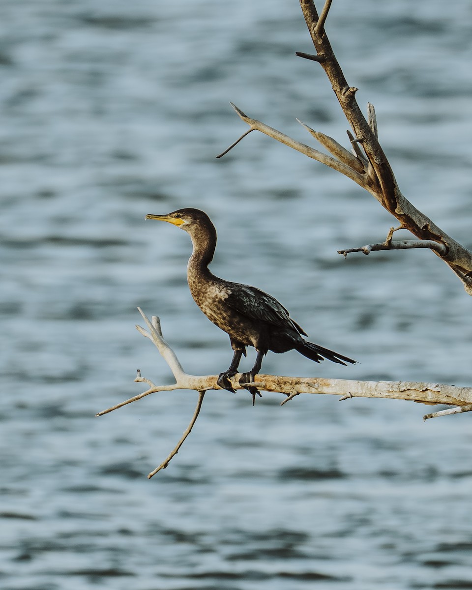 Neotropic Cormorant - ML646243547