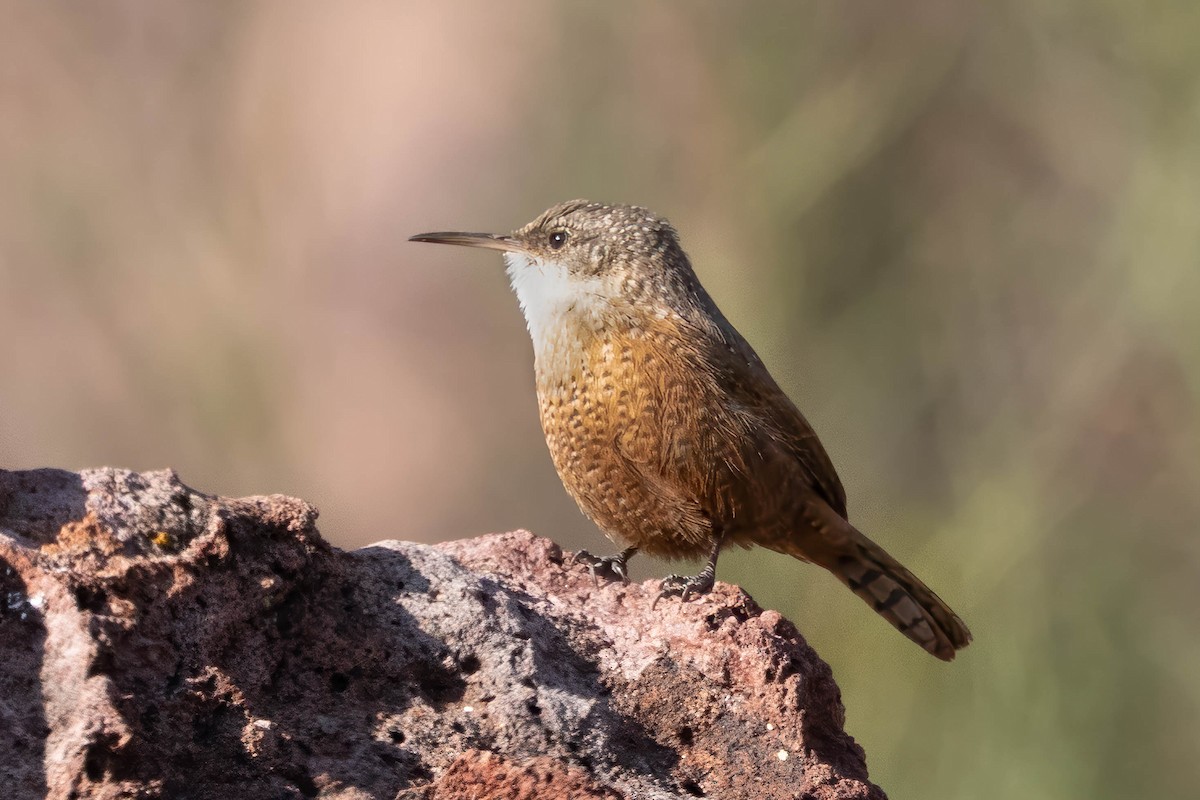 Canyon Wren - ML646243549