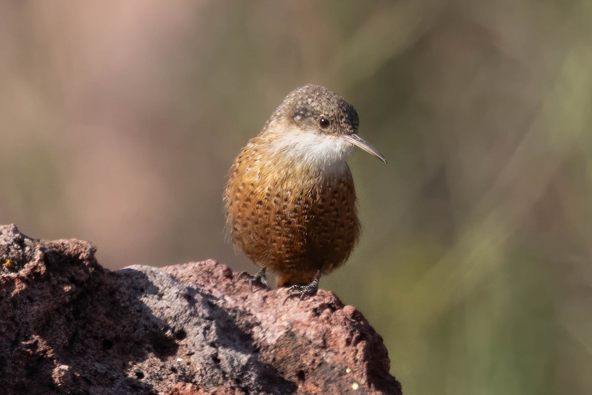 Canyon Wren - ML646243550