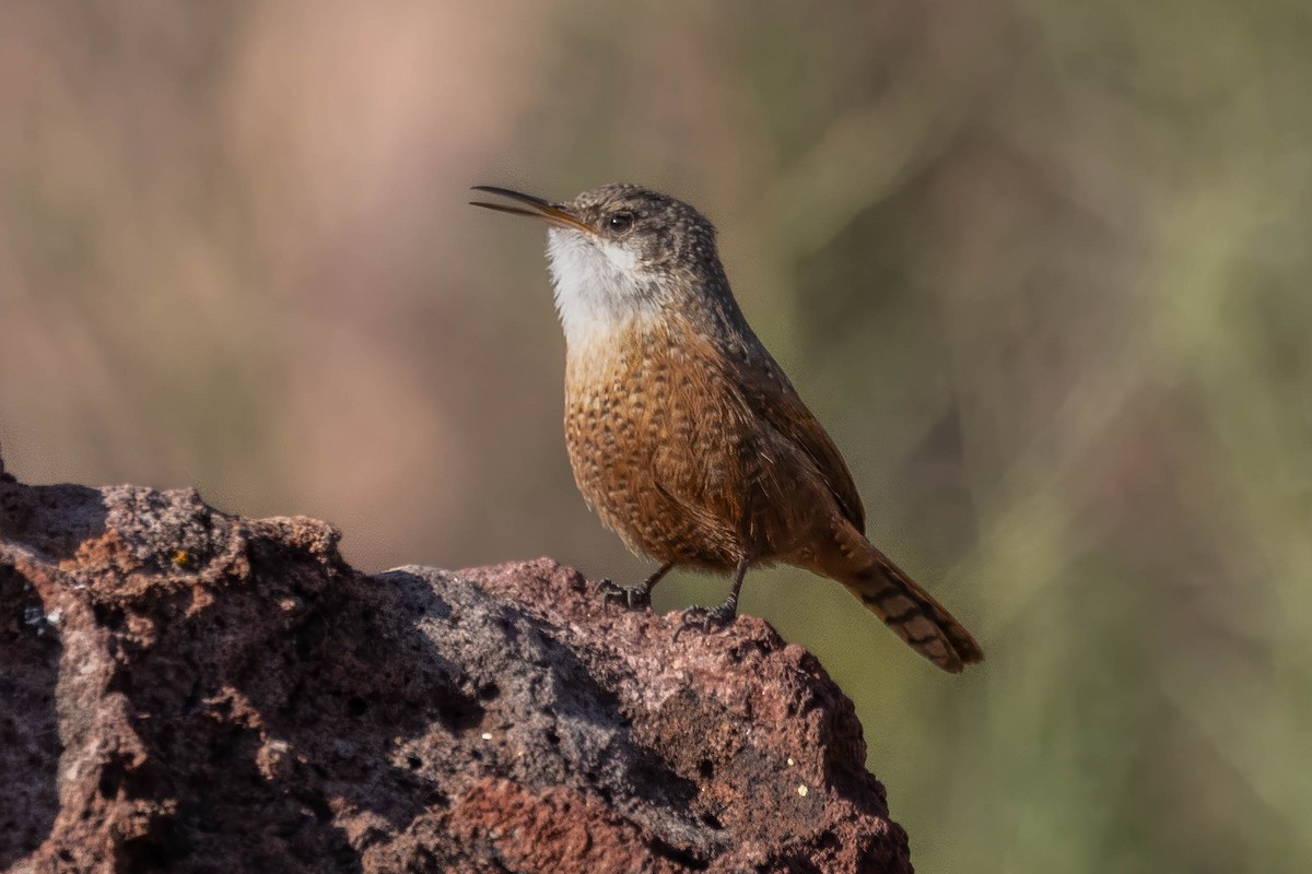 Canyon Wren - ML646243551