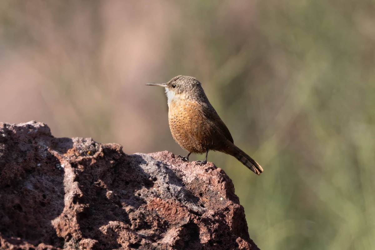 Canyon Wren - ML646243553