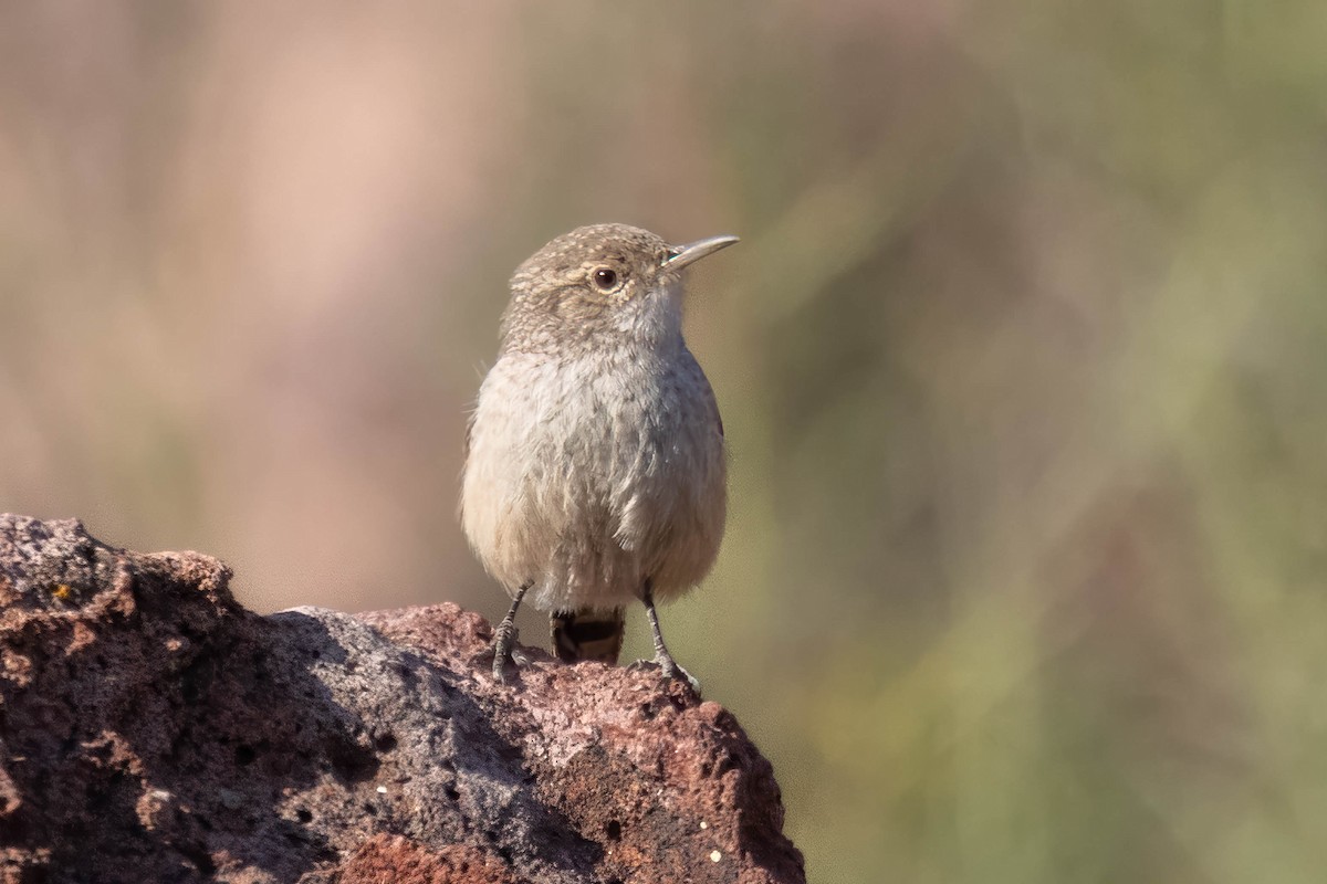 Rock Wren - ML646243556