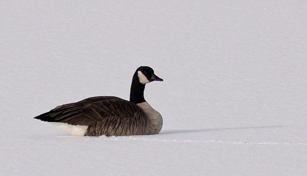 Canada Goose - ML646243558