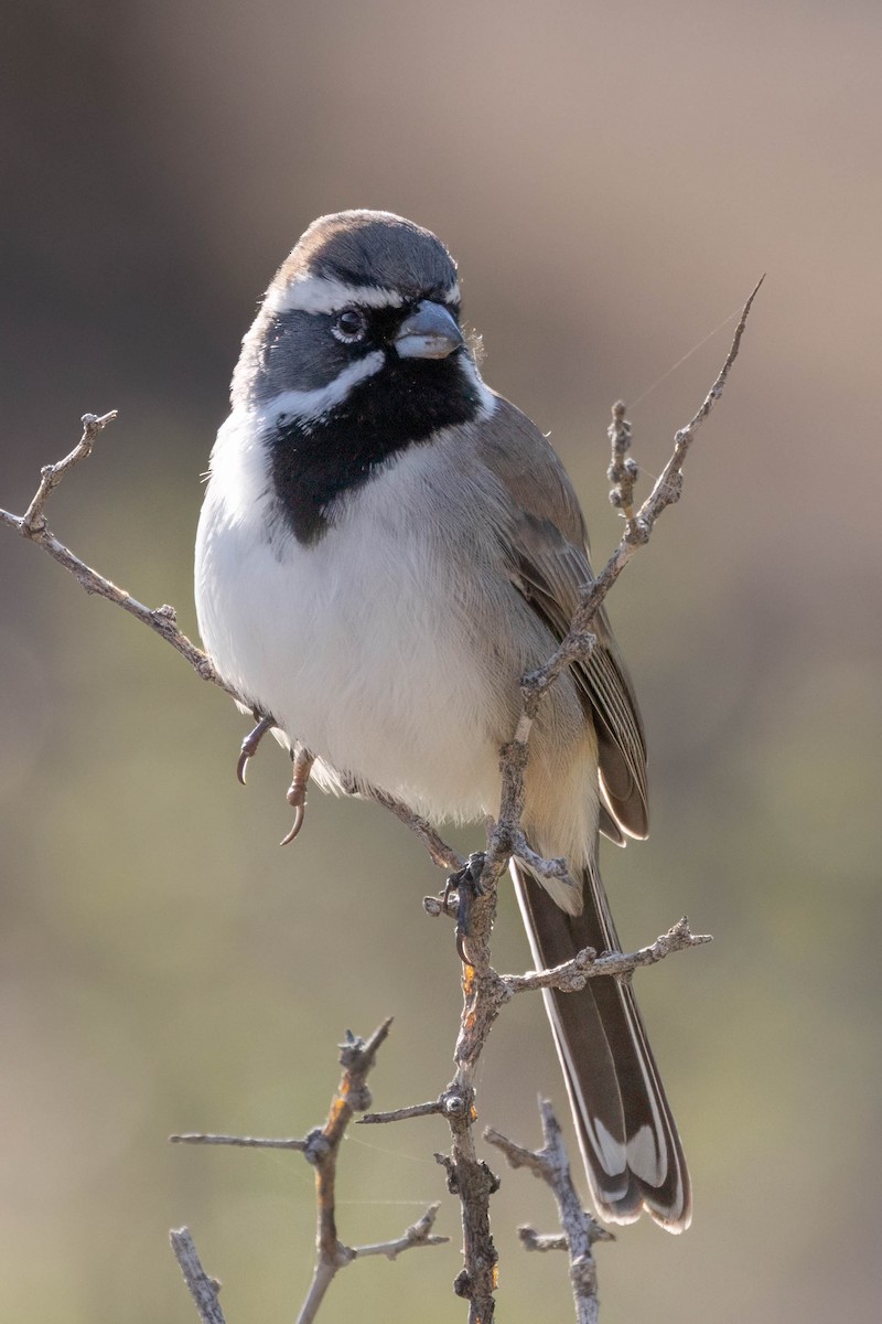 Black-throated Sparrow - ML646243560