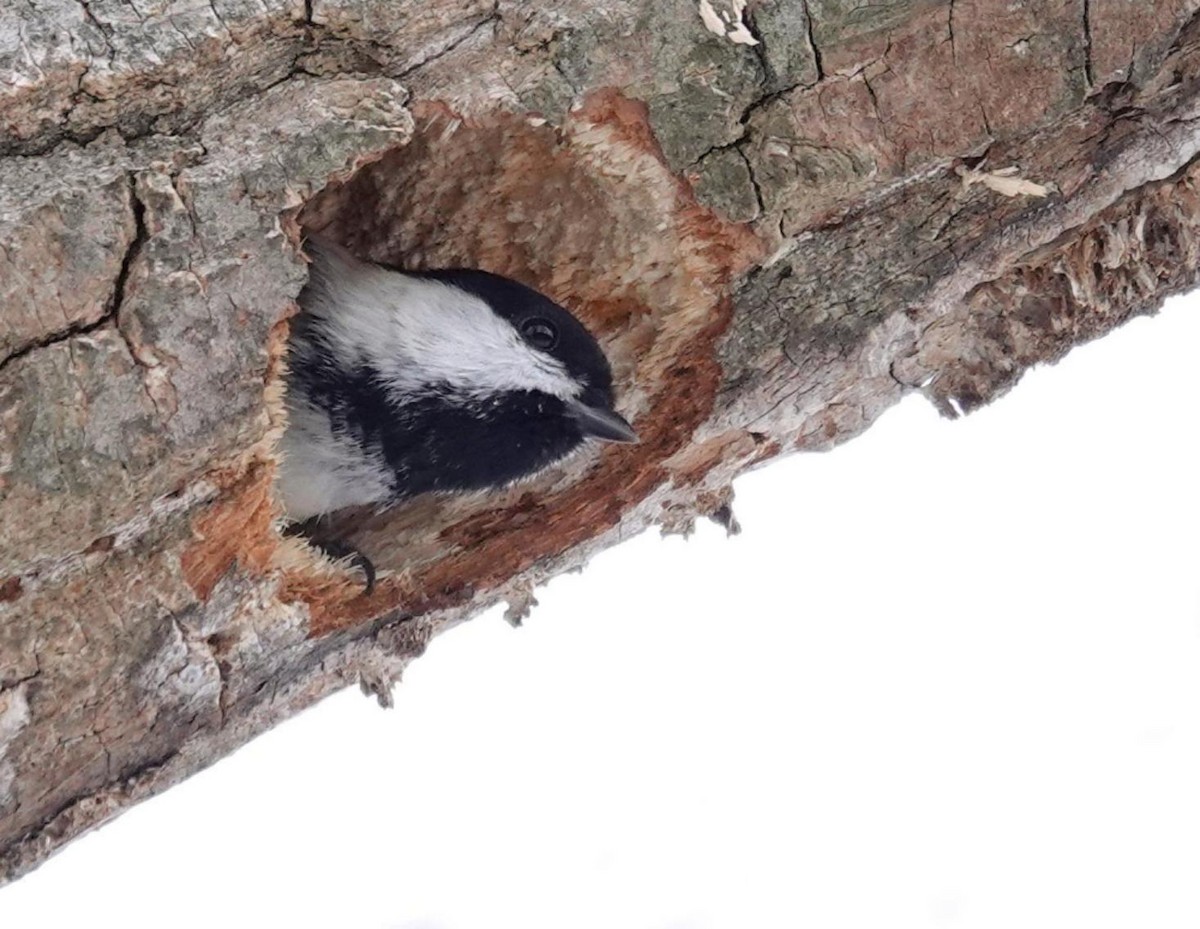 Black-capped Chickadee - ML646243562