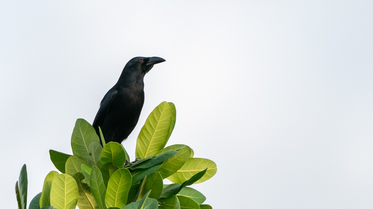 Африканская сорока - ML646243567