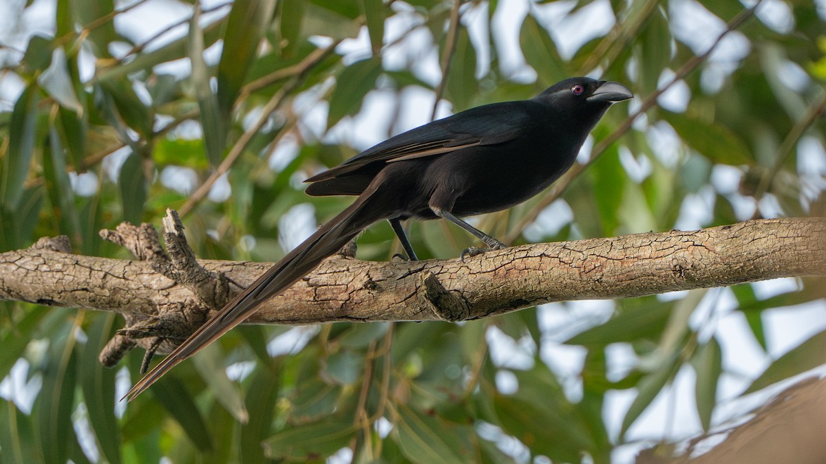 Африканская сорока - ML646243568