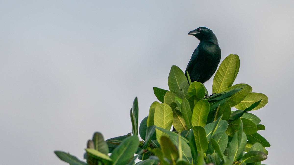 Африканская сорока - ML646243569