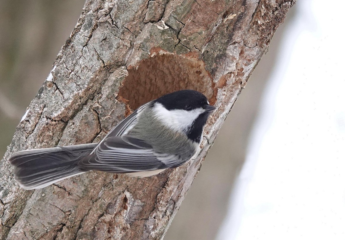 Black-capped Chickadee - ML646243570