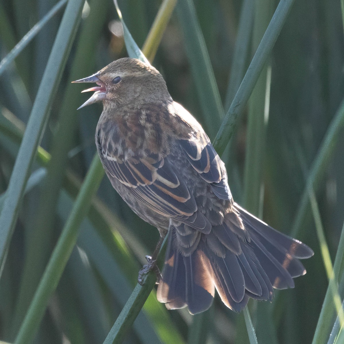 Red-winged Blackbird - ML646243571