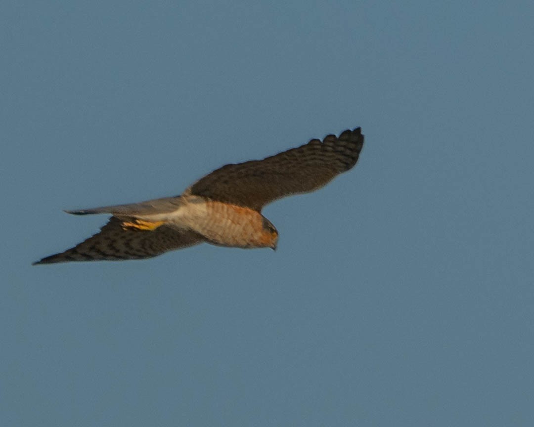 北雀鷹 - ML646243577