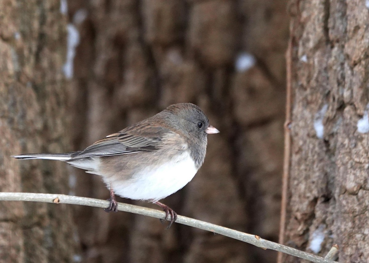 Dark-eyed Junco - ML646243578