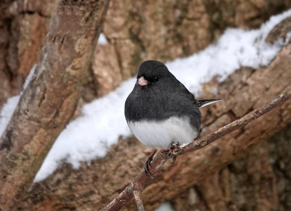 Dark-eyed Junco - ML646243579
