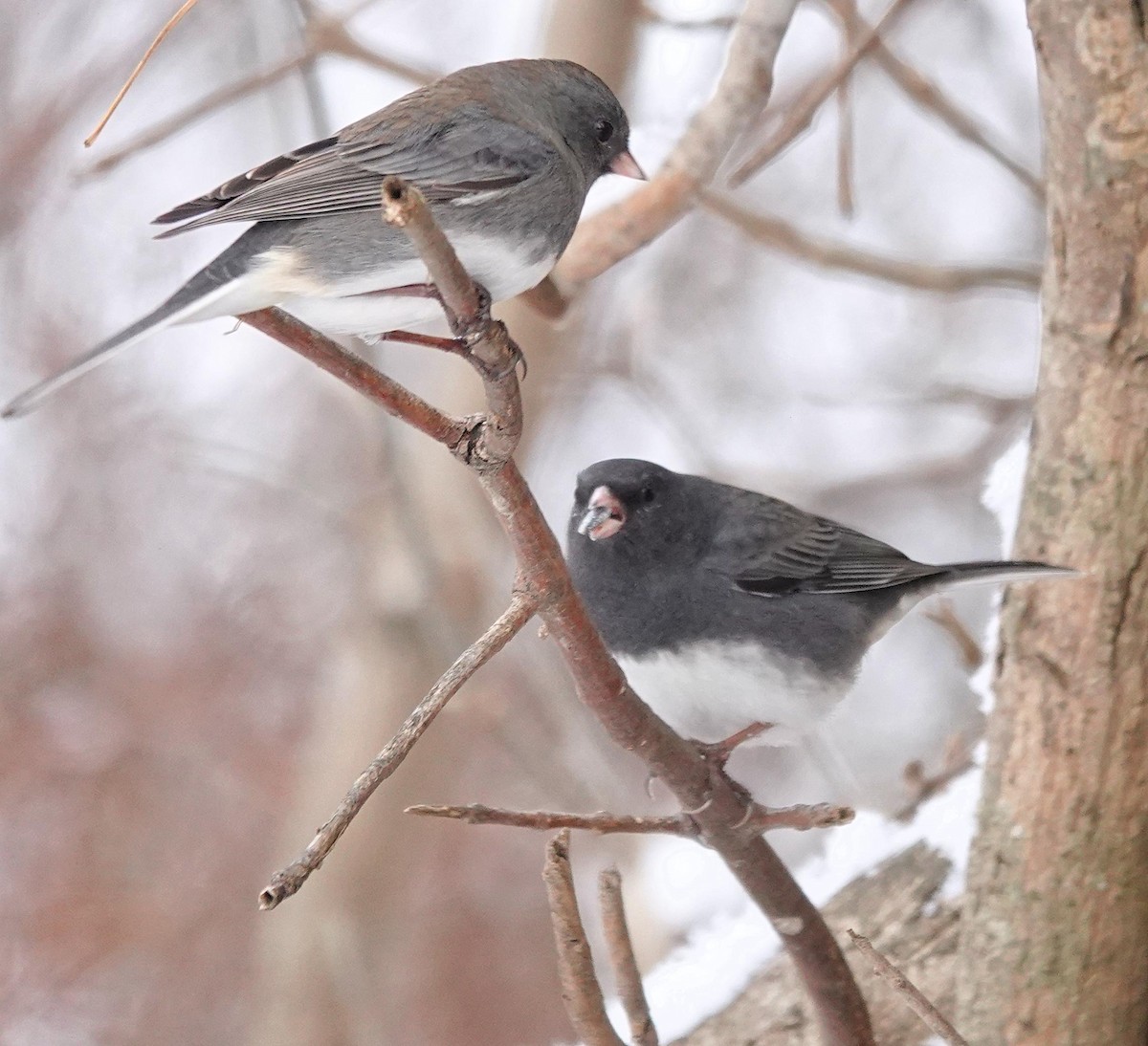 Dark-eyed Junco - ML646243584