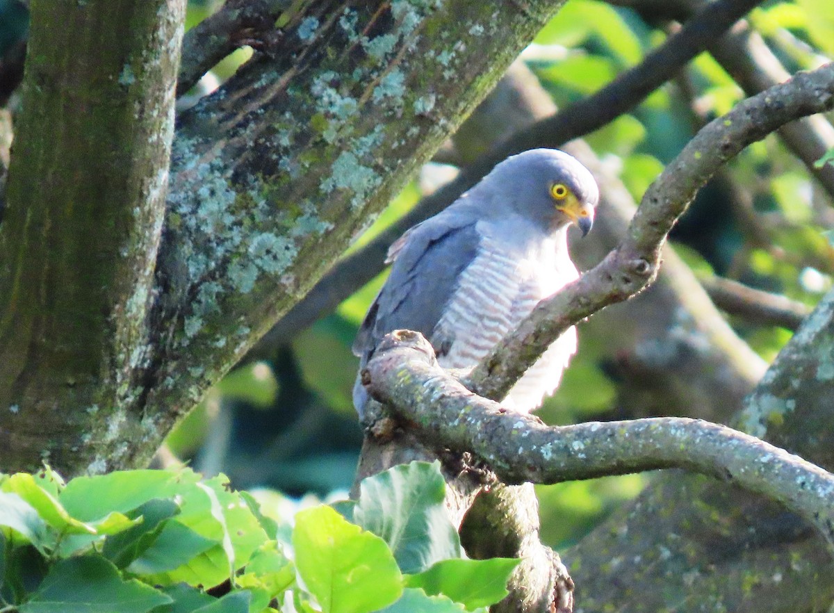 Roadside Hawk - ML646243585