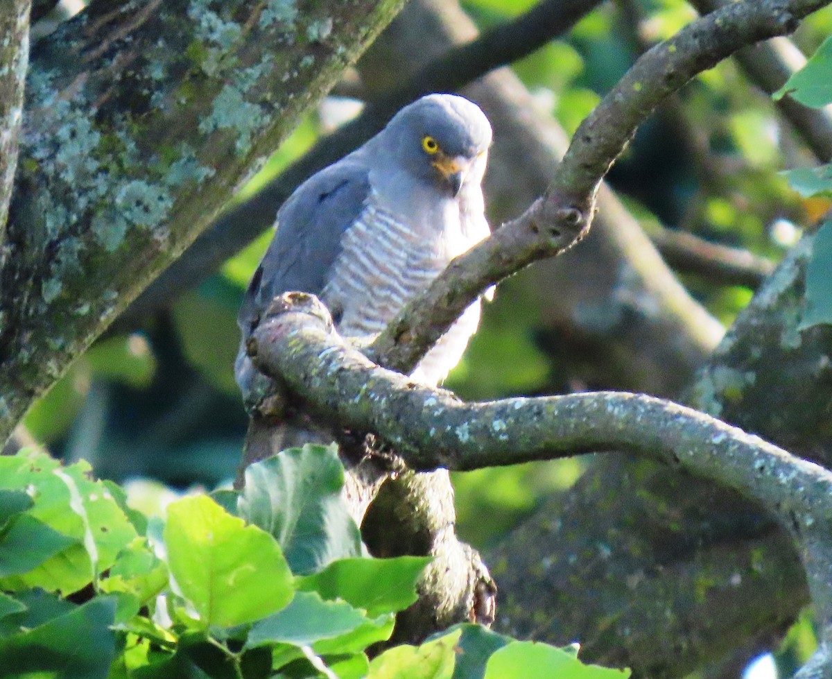 Roadside Hawk - ML646243586