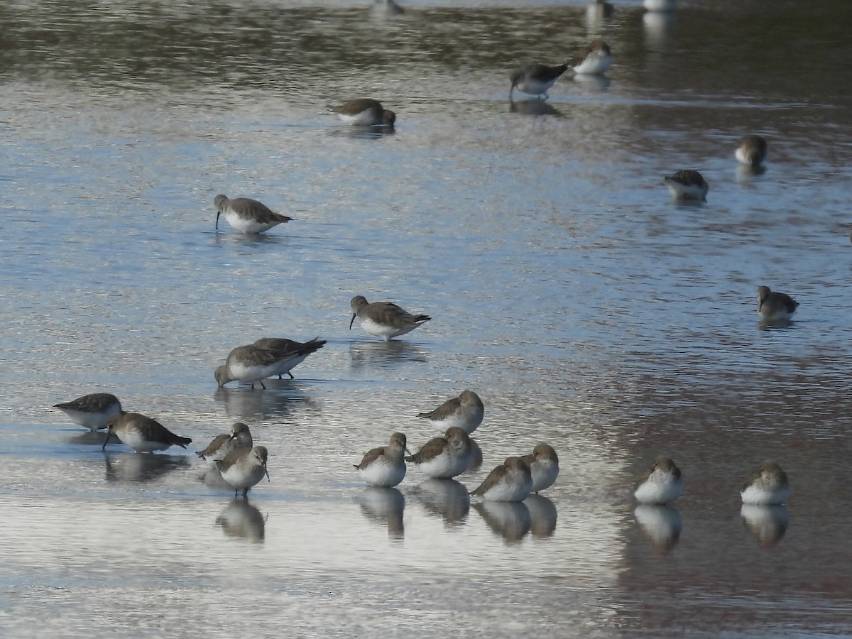 Dunlin - ML646243588