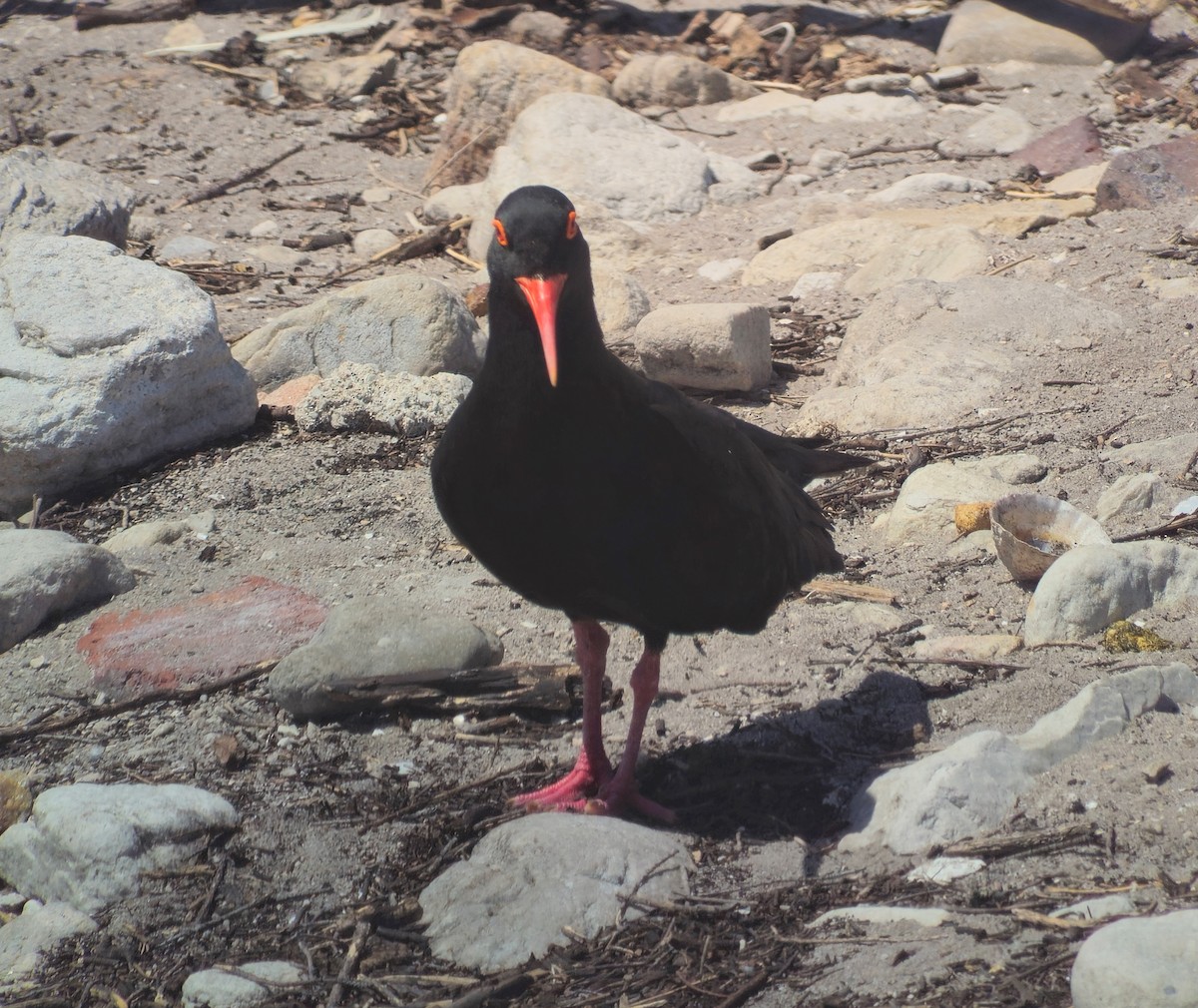 African Oystercatcher - ML646243589
