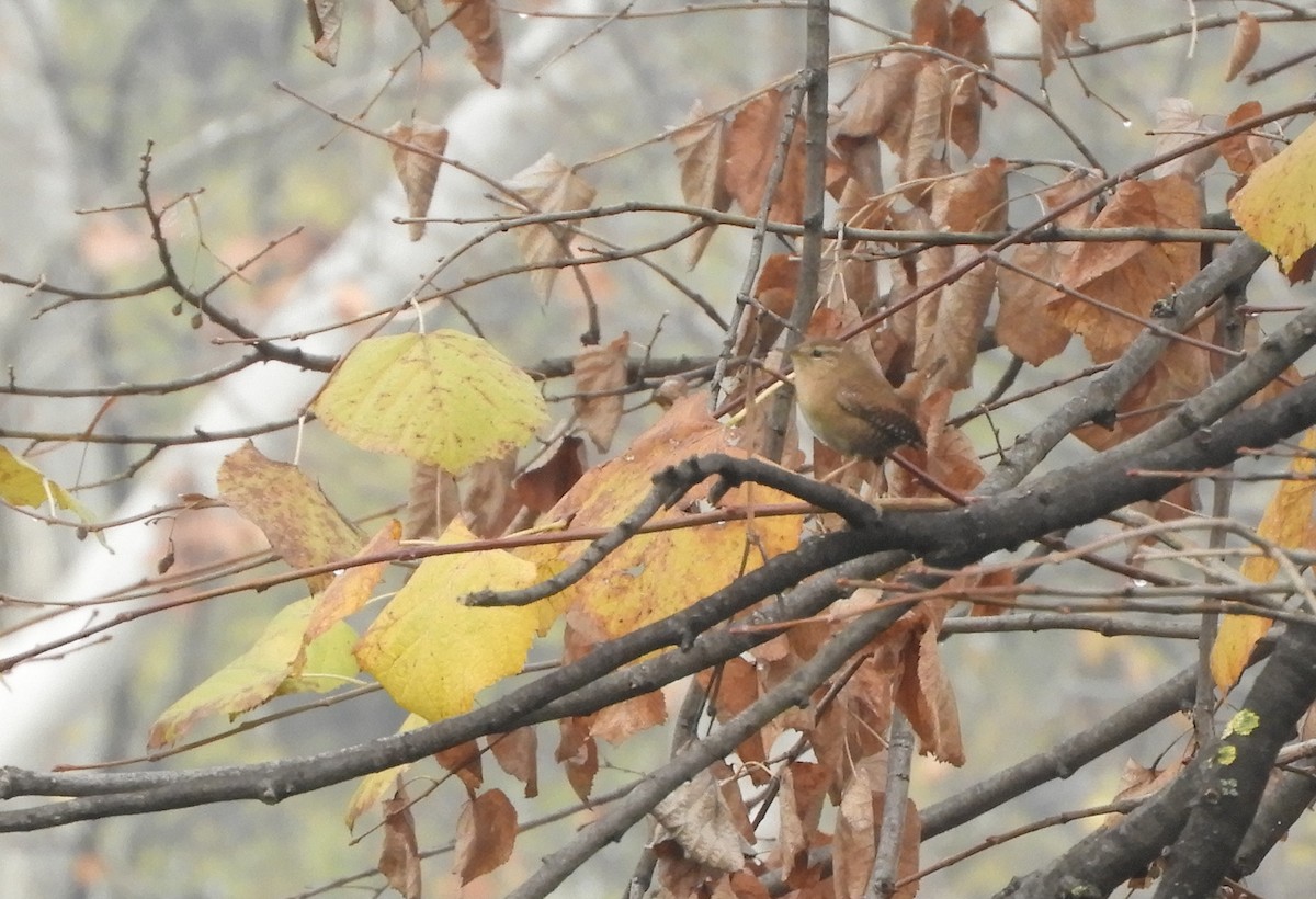 Troglodyte mignon - ML646243605