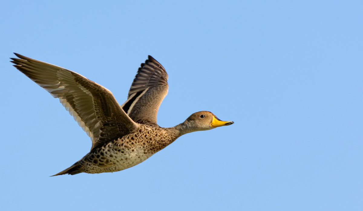 Ahate ziri-buztana - ML646243614