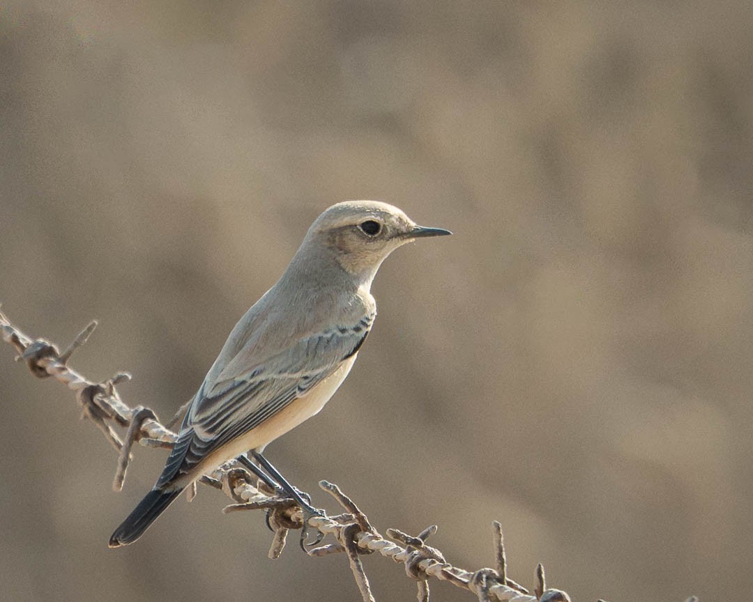Persian Wheatear - ML646243616