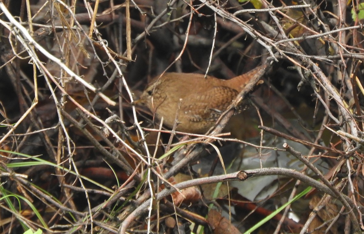 Troglodyte mignon - ML646243622