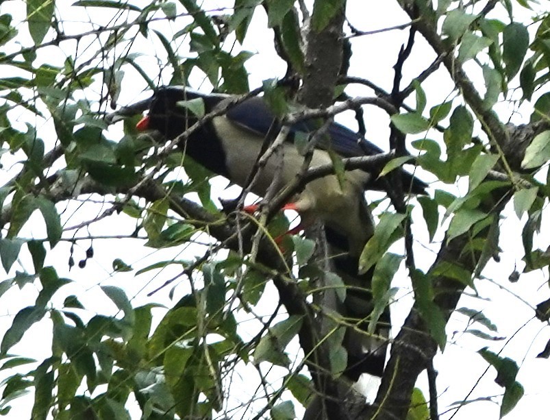 Red-billed Blue-Magpie - ML646243624