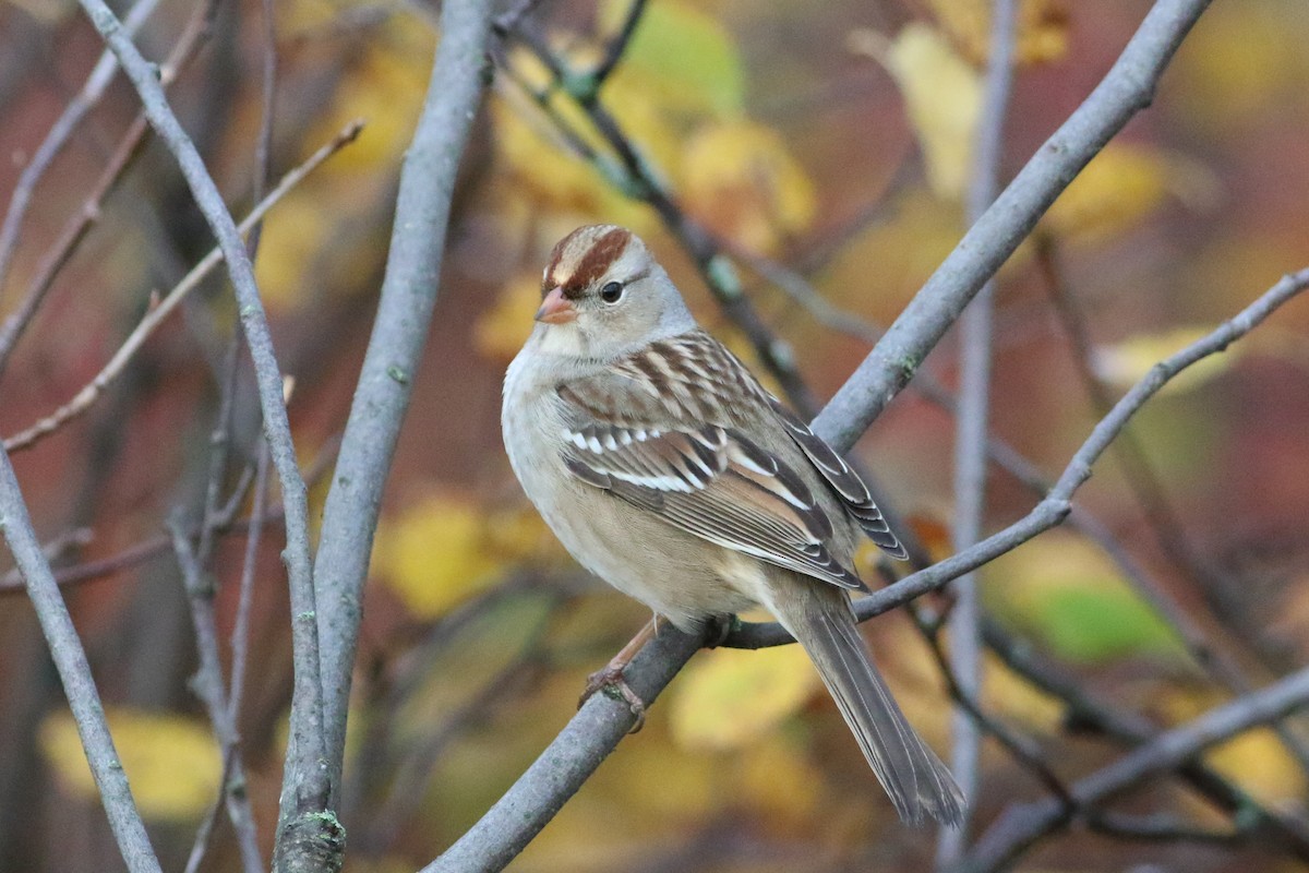 White-crowned Sparrow - ML646243628