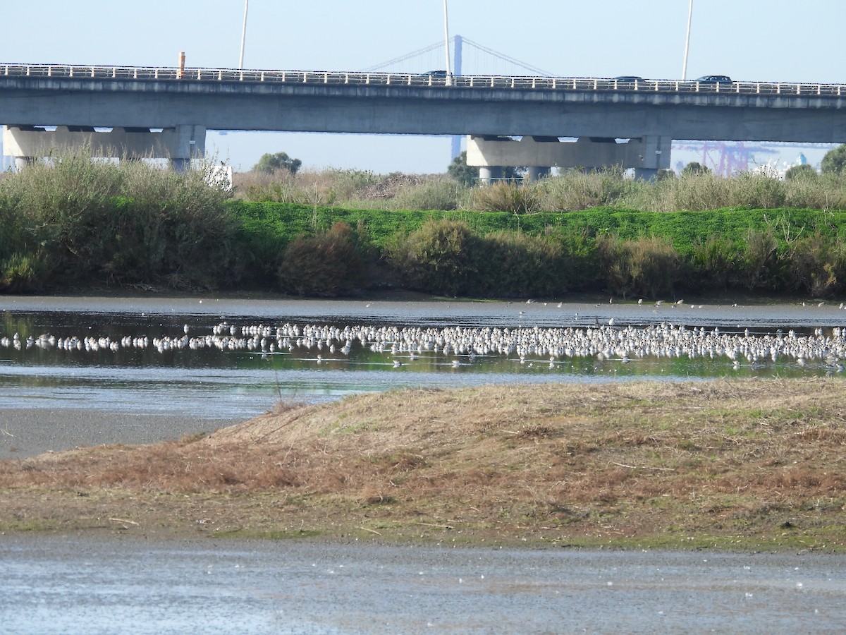 Dunlin - ML646243629