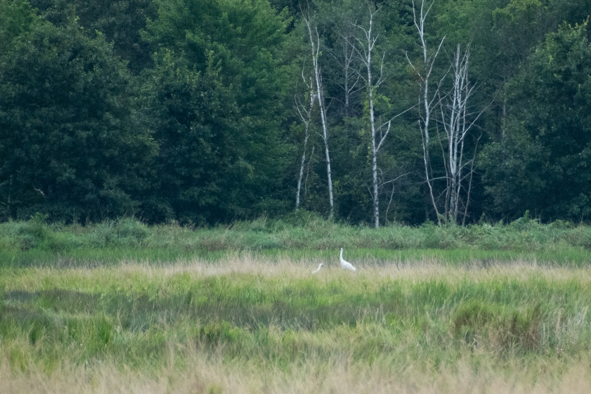 trompettrane - ML646243630