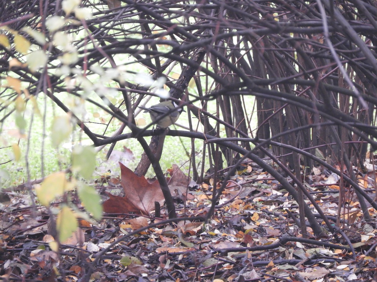 Mésange charbonnière - ML646243643