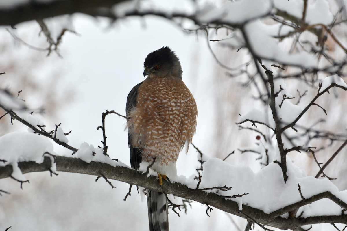 Cooper's Hawk - ML646243653