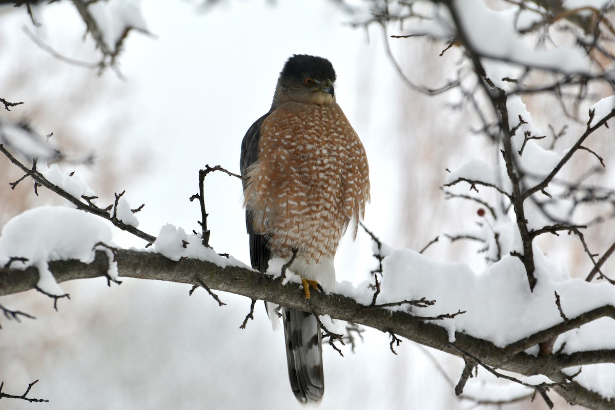 Cooper's Hawk - ML646243654