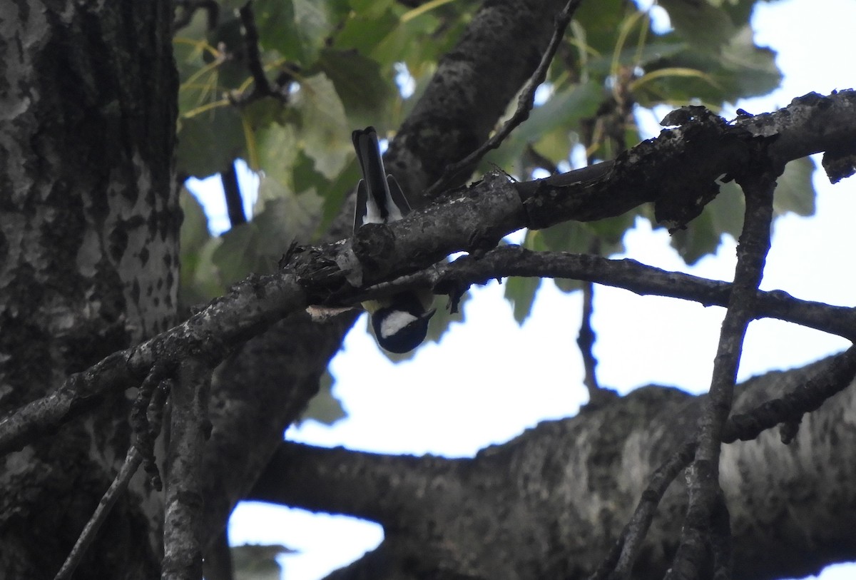 Mésange charbonnière - ML646243656