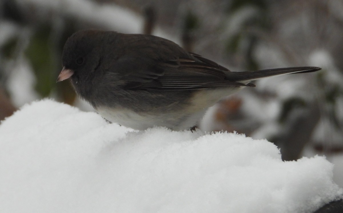 Dark-eyed Junco - ML646243661
