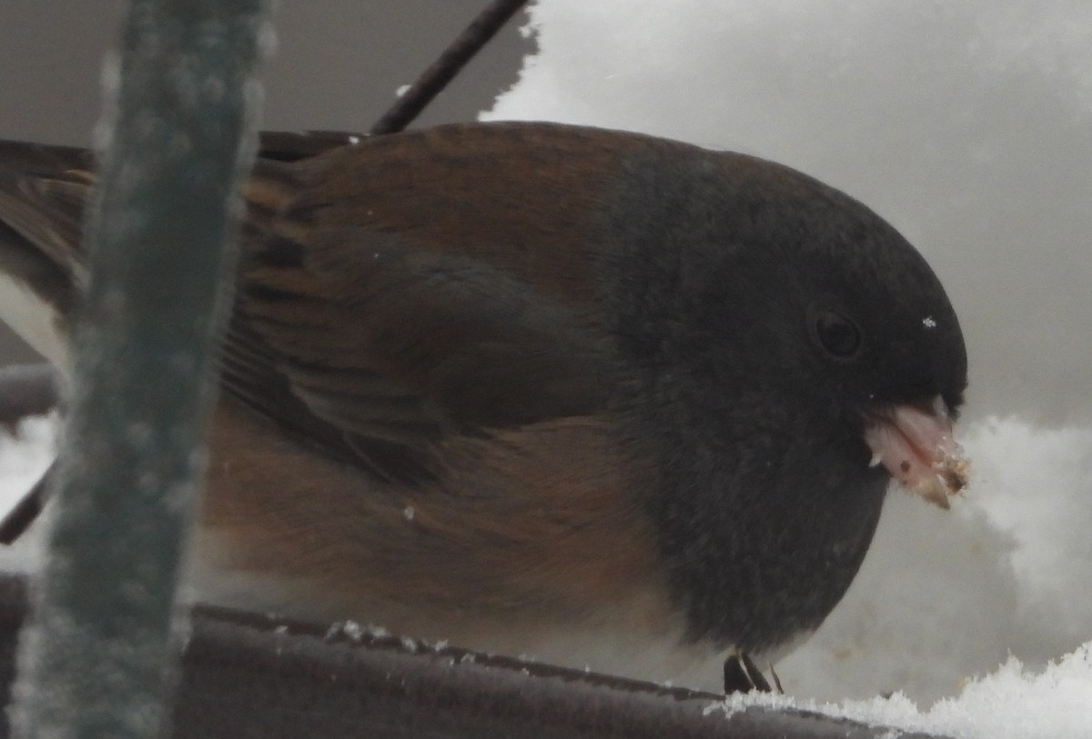 Dark-eyed Junco - ML646243662