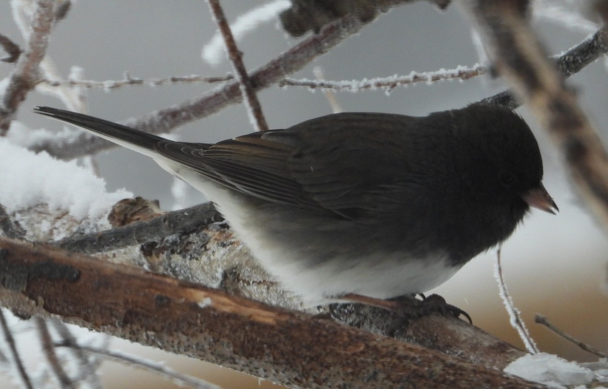Dark-eyed Junco - ML646243665
