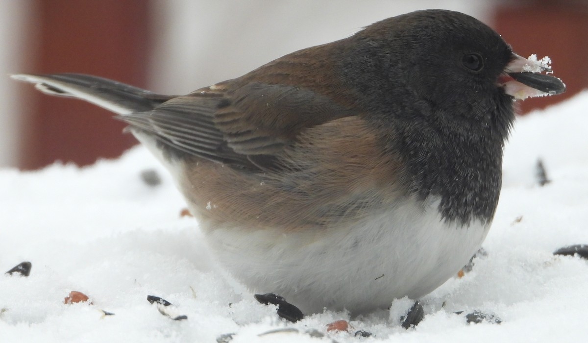 Dark-eyed Junco - ML646243666